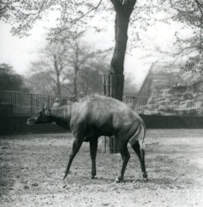 1923年4月、ロンドン動物園でのニルガイまたはアジアカモシカ（bw写真） 作： Frederick William Bond